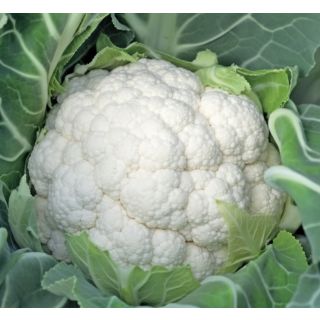 Compra COLIFLOR EDDUS F1 Calibrada (2.500 Semillas) en la tienda online Fito Agrícola