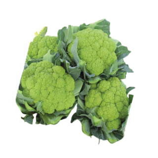 Compra COLIFLOR FANGIO F-1 Peliculada (2.500 Semillas) en la tienda online Fito Agrícola