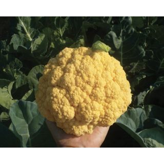 Compra COLIFLOR FIORDORO F1 (2.500 Semillas). en la tienda online Fito Agrícola