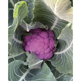 Compra COLIFLOR FIORVIOLA F1 (2.500 Semillas). en la tienda online Fito Agrícola