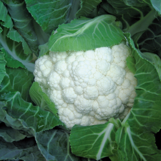 Compra COLIFLOR KORLANU (2.500 Semillas). en la tienda online Fito Agrícola
