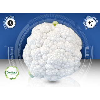 Compra COLIFLOR SUERTEX F1 (5.000 Semillas) en la tienda online Fito Agrícola