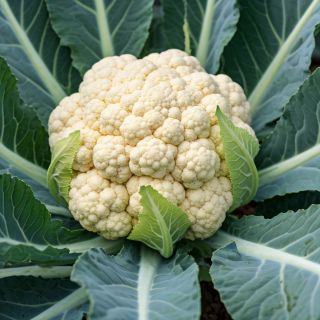 Compra COLIFLOR NAVALO F1 Peliculada (2.500 Semillas) en la tienda online Fito Agrícola