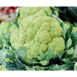 Compra COLIFLOR VERDE MS12 en la tienda online Fito Agrícola
