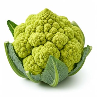 Compra COLIFLOR GALILEO F1 Peliculada (2.500 Semillas) en la tienda online Fito Agrícola