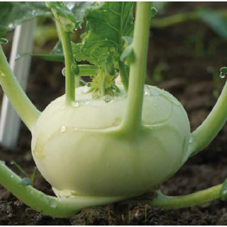 Compra COLIRRÁBANO KEYAH F1 (5.000 Semillas) en la tienda online Fito Agrícola