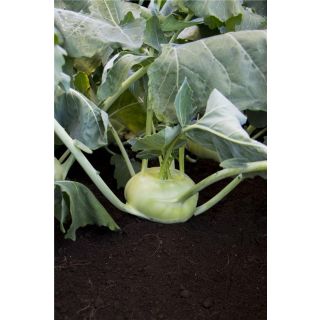 Compra COLIRRÁBANO KORIST F1 ECOLÓGICO Precisión (10.000 Semillas) en la tienda online Fito Agrícola