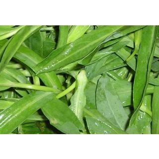 Compra COLLEJAS MS6 en la tienda online Fito Agrícola