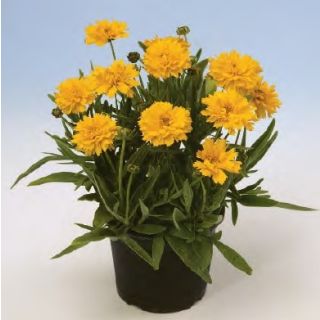 Compra COREOPSIS EARLY SUNRISE (1000 Semillas). en la tienda online Fito Agrícola