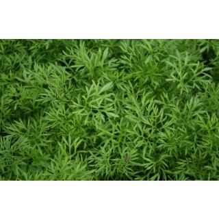 Compra CILANTRO CONFETTI Sin Tratar (10.000 Semillas) en la tienda online Fito Agrícola