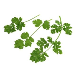 Compra CILANTRO FLAMENCO (1 Kgr.) en la tienda online Fito Agrícola