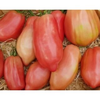 Compra TOMATE CORNAROSE F1 (1000 Semillas) en la tienda online Fito Agrícola