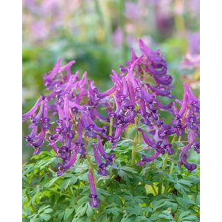 Compra CORYDALIS CAVA (50 Unid.). en la tienda online Fito Agrícola