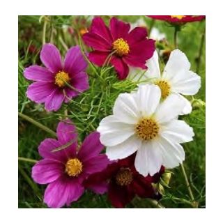 Compra COSMOS TETRA VERSAILLES MIX (100 gr.). en la tienda online Fito Agrícola