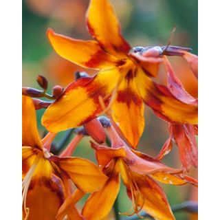 Compra CROCOSMIA EMILY MCKENZIE (100 Unid.). en la tienda online Fito Agrícola