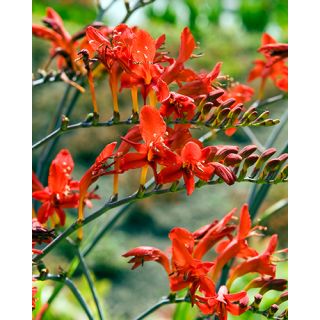 Compra CROCOSMIA LUCIFER (100 Unid.). en la tienda online Fito Agrícola