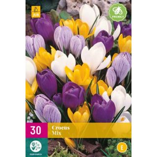 Compra CROCUS LARGE FLOWERING MIX XXL en la tienda online Fito Agrícola