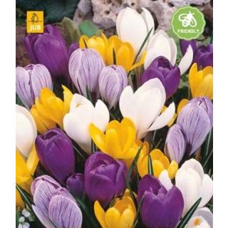 Compra CROCUS LARGE FLOWERING MIX en la tienda online Fito Agrícola