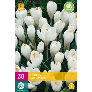 Compra CROCUS BLANCOS XXL en la tienda online Fito Agrícola