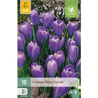 Compra CROCUS BLUE OCEAN en la tienda online Fito Agrícola