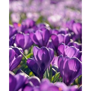 Compra CROCUS FLOWER RECORD (100 Unid.). en la tienda online Fito Agrícola