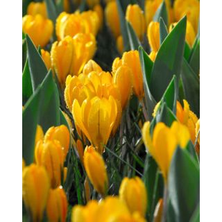Compra CROCUS GOLDEN YELLOW en la tienda online Fito Agrícola