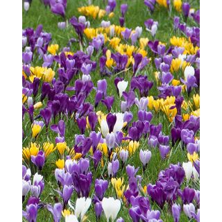 Compra CROCUS LARGE FLOWERING MIX (100 Unid.). en la tienda online Fito Agrícola