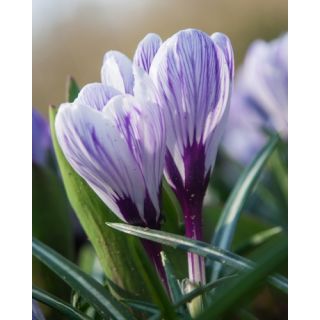 Compra CROCUS PICKWICK (100 Unid.). en la tienda online Fito Agrícola