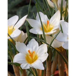 Compra CROCUS SNOWBUNTING (100 Unid.). en la tienda online Fito Agrícola