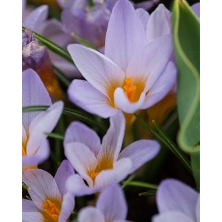 Compra CROCUS ETRUSCUS ROSALIND (100 Unid.). en la tienda online Fito Agrícola