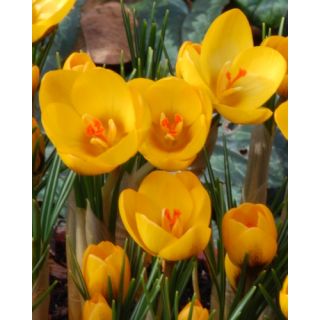 Compra CROCUS GOLDILOCKS (100 Unid.). en la tienda online Fito Agrícola