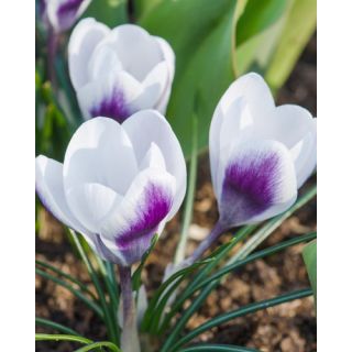 Compra CROCUS PRINS CLAUS (100 Unid.). en la tienda online Fito Agrícola