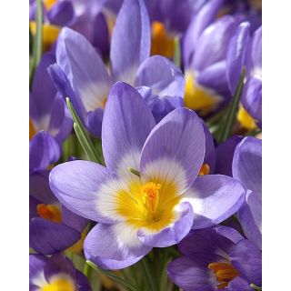 Compra CROCUS SIEBERI TRICOLOR (100 Unid.). en la tienda online Fito Agrícola