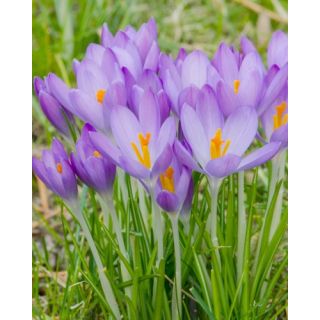 Compra CROCUS WHITEWELL PURPLE (100 Unid.). en la tienda online Fito Agrícola
