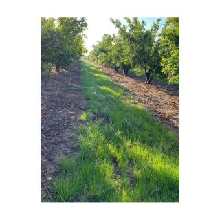 Compra CUBIERTA VEGETAL CÍTRICOS PLUS (15 Kgr.) en la tienda online Fito Agrícola