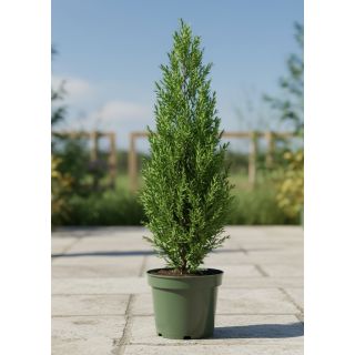 Compra CIPRÉS PYRAMIDALIS en la tienda online Fito Agrícola