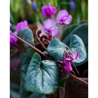 Compra CYCLAMEN COUM HYBRIDO (25 Unid.). en la tienda online Fito Agrícola