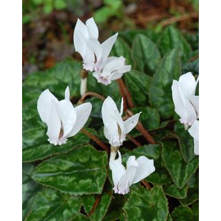 Compra CYCLAMEN HEDERIFOLIUM ALBUM (25 Unid.). en la tienda online Fito Agrícola