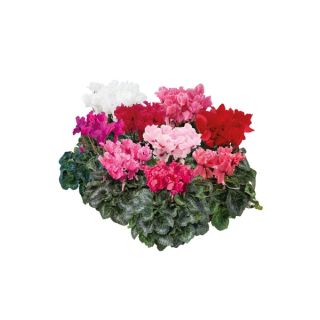 Compra CYCLAMEN MAXORA FRILLER SYNCHRO EARLY MIX (1000 Semillas). en la tienda online Fito Agrícola