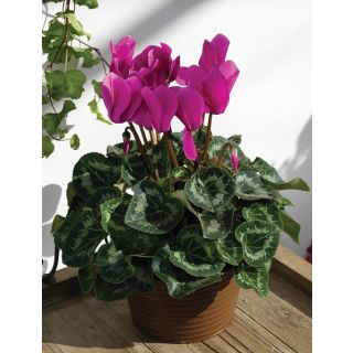 Compra CYCLAMEN RAINIER LIGHT PURPLE (1000 Semillas). en la tienda online Fito Agrícola