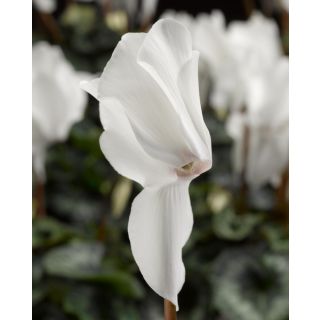 Compra CYCLAMEN RAINIER WHITE SOUTH (1000 Semillas). en la tienda online Fito Agrícola