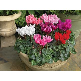 Compra CYCLAMEN WINFALL SYNCHRO MIX (1000 Semillas). en la tienda online Fito Agrícola