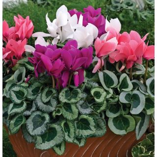 Compra CYCLAMEN WINTER ICE SYNCHRO MIX (1000 Semillas). en la tienda online Fito Agrícola