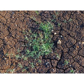 Compra CYNODÓN DACTYLÓN COMÚN (25 Kgr.). en la tienda online Fito Agrícola