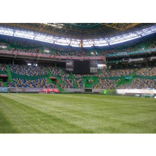 Compra CYNODON DACTYLON MEDPRO SLT Pildorado (5 Kgr.). en la tienda online Fito Agrícola