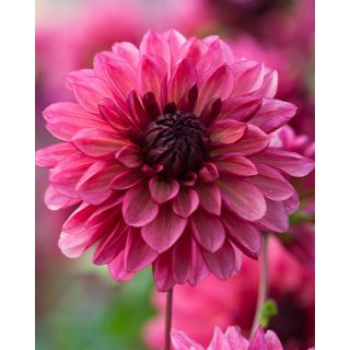 Compra DALIA BACARDI (10 Unid.). en la tienda online Fito Agrícola