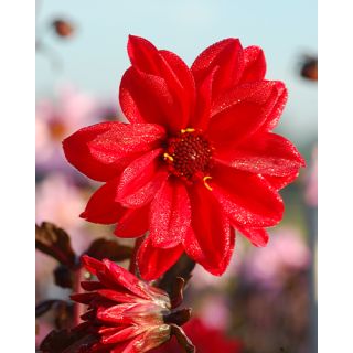 Compra DALIA BISHOP OF LLANDAFF (10 Unid.). en la tienda online Fito Agrícola