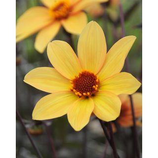 Compra DALIA BISHOP OF YORK (10 Unid.). en la tienda online Fito Agrícola