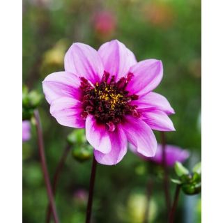 Compra DALIA BLUE BAYOU (10 Unid.). en la tienda online Fito Agrícola