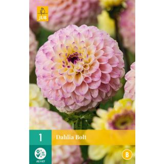 Compra DALIA BOLT en la tienda online Fito Agrícola